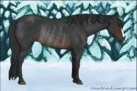 Horse Color:Brown Rabicano 
