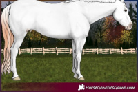 Horse Color:Bay Dun Appaloosa 