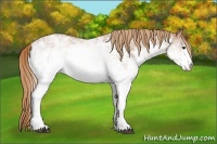 Horse Color:White Spotted Chestnut Ice