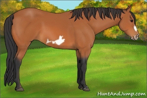 Horse Color:Bay Frame