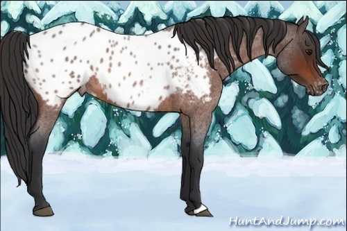 Horse Color:Bay Roan Appaloosa 