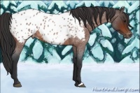 Horse Color:Bay Roan Appaloosa