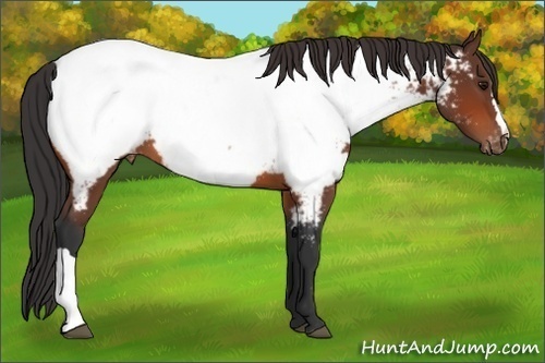 Horse Color:Bay Appaloosa 