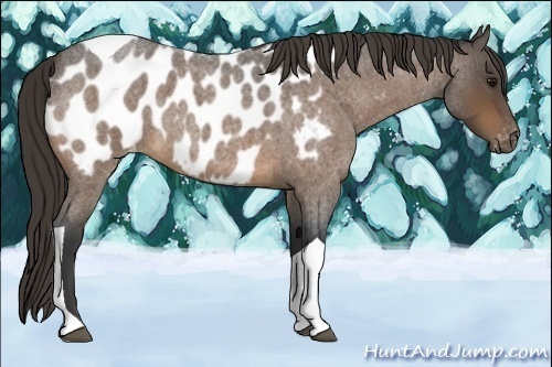 Horse Color:Buckskin Roan Tobiano Blanket