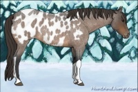 Horse Color:Buckskin Roan Tobiano Blanket