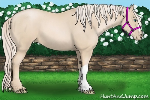 Horse Color:Palomino Pearl
