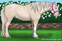 Horse Color:Palomino Pearl