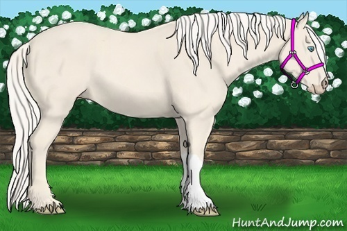 Horse Color:Cremello 