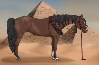 Horse Color:Bay Sabino 