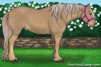 Horse Color:Palomino