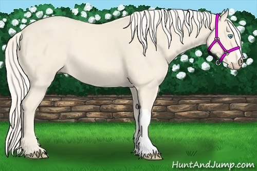 Horse Color:Cremello 