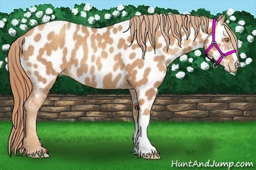 Horse Color:Gold Champagne Appaloosa 