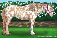 Horse Color:Gold Champagne Appaloosa 