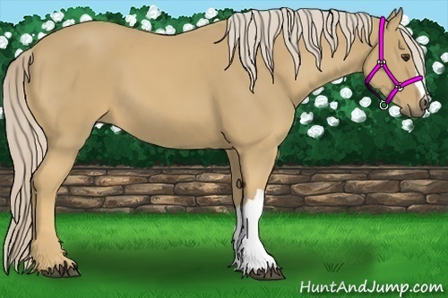 Horse Color:Palomino 