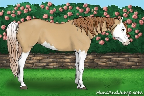 Horse Color:Red Dun Splash