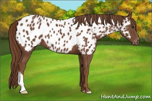 Horse Color:Chestnut Appaloosa 