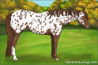 Horse Color:Chestnut Appaloosa