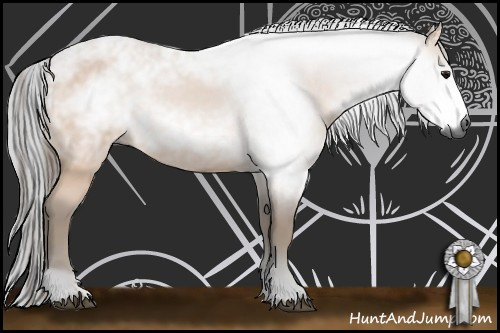 Horse Color:Gray Bay 