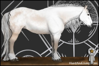 Horse Color:Gray Bay 