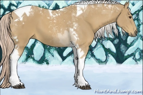 Horse Color:Palomino Tobiano 