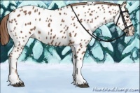 Horse Color:Chestnut Tobiano Appaloosa 