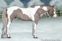 Horse Color:Silver Blue Roan Splash Tobiano 