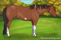 Horse Color:Bay Roan Tobiano 