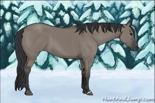 Horse Color:Grullo 