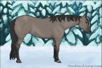 Horse Color:Grullo