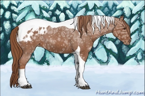 Horse Color:Red Ice Roan Tobiano Appaloosa 