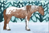 Horse Color:Red Ice Roan Tobiano Appaloosa