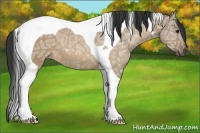Horse Color:Buckskin Ice Roan Dun Tobiano