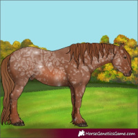Horse Color:Chestnut Ice 