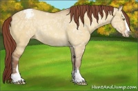 Horse Color:Chocolate Amber Champagne Ice Dun Sabino Appaloosa 