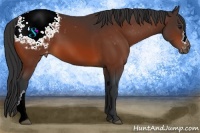 Horse Color:Bay Appaloosa