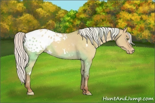 Horse Color:White Spotted Silver Amber Champagne Dun Appaloosa