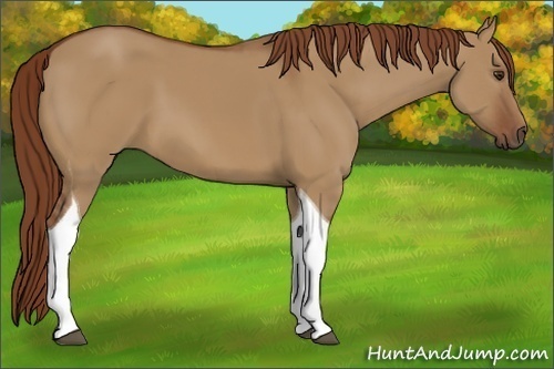 Horse Color:Red Dun Tobiano