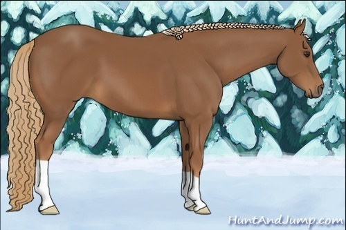 Horse Color:Chestnut 