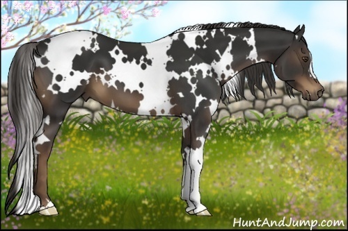 Horse Color:White Spotted Liver Chestnut