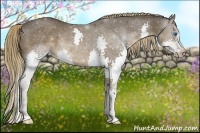 Horse Color:Liver Chestnut Splash Rabicano 