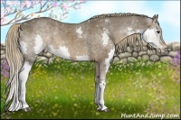 Horse Color:Liver Chestnut Splash Rabicano 