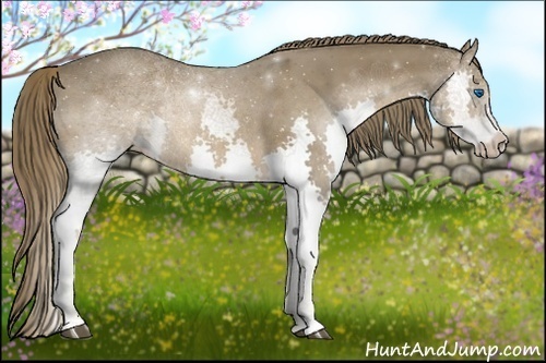 Horse Color:Liver Chestnut Splash 