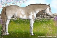 Horse Color:Liver Chestnut Splash 