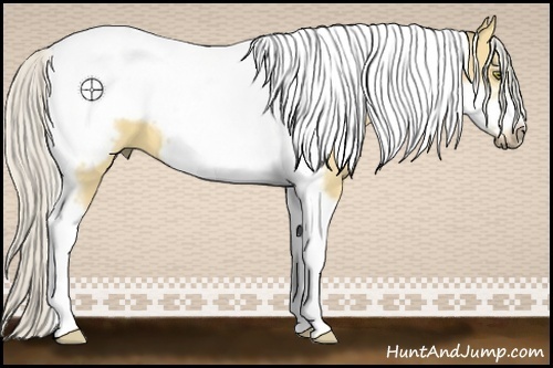 Horse Color:Silver Buckskin Dun Tobiano Frame