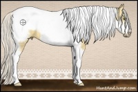 Horse Color:Silver Buckskin Dun Tobiano Frame 