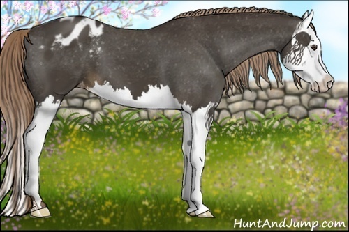 Horse Color:Liver Chestnut Splash Appaloosa 
