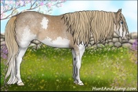 Horse Color:Liver Chestnut Splash