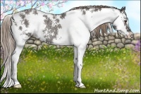 Horse Color:Liver Chestnut Sabino Rabicano 