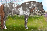 Horse Color:White Spotted Liver Chestnut Ice Rabicano