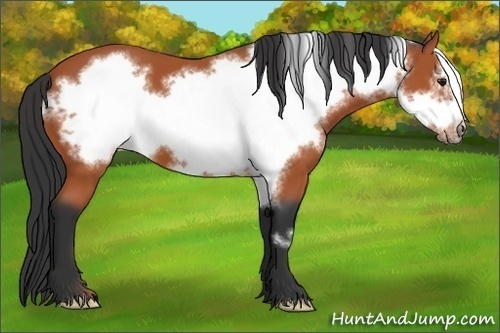 Horse Color:Bay Frame 